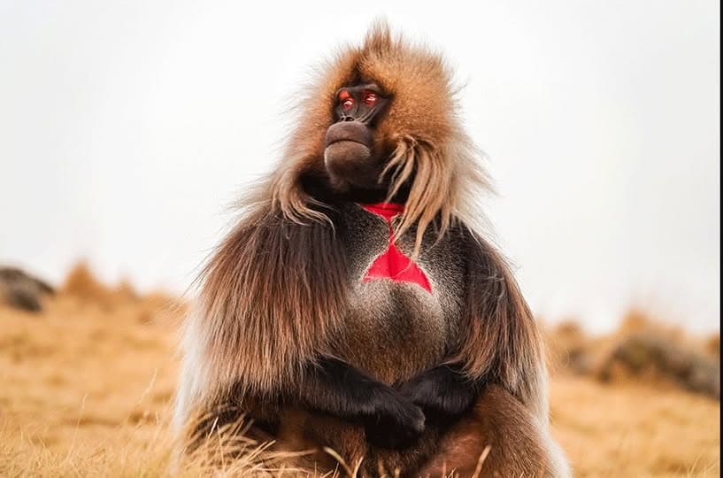 Gelada Baboon