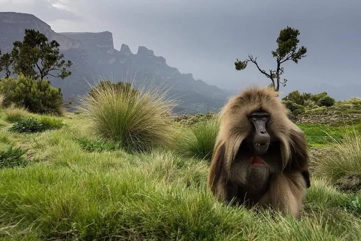 Ethiopia's 17th-century imperial capital, known as the 'Camelot of Africa.' Features the impressive Royal Enclosure (Fasil Ghebbi) with several castles, plus beautiful churches with stunning ceiling p