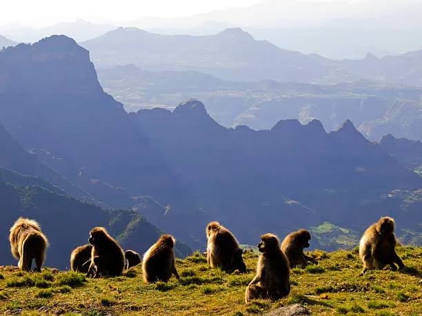Simien Mountains Trekking - Ethiopia tour package in Debark Amhara