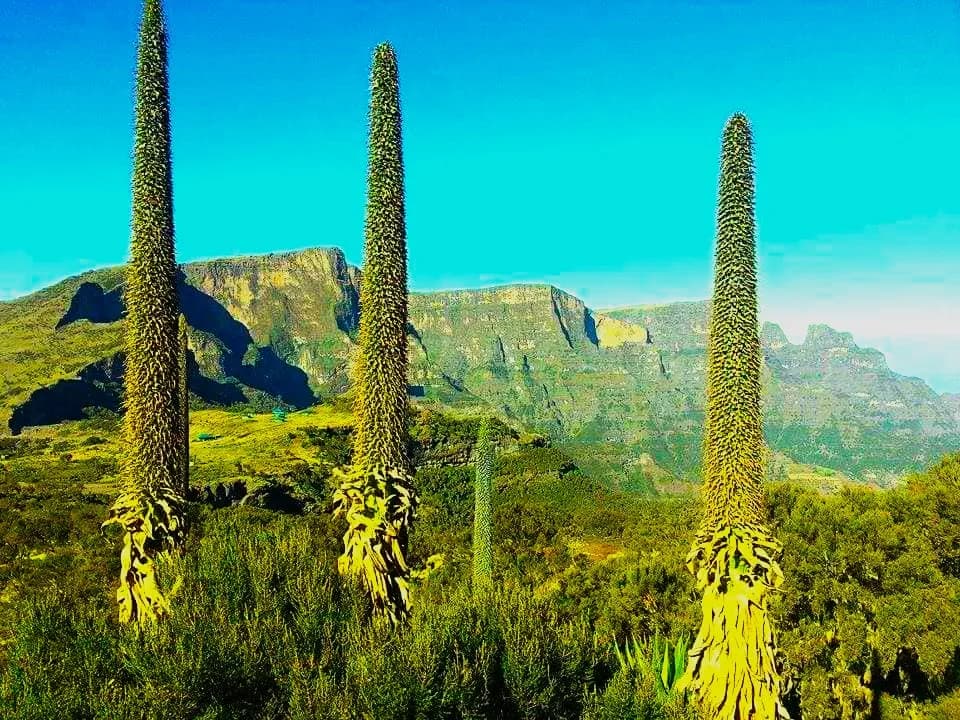 Trek through the 'Roof of Africa' - Ethiopia's spectacular Simien Mountains National Park, a UNESCO World Heritage site renowned for dramatic escarpments, deep valleys, and unique endemic wildlife inc