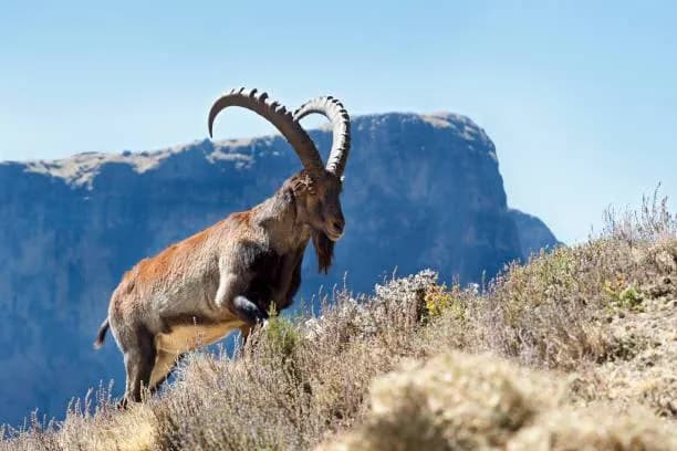 Trek through the 'Roof of Africa' - Ethiopia's spectacular Simien Mountains National Park, a UNESCO World Heritage site renowned for dramatic escarpments, deep valleys, and unique endemic wildlife inc